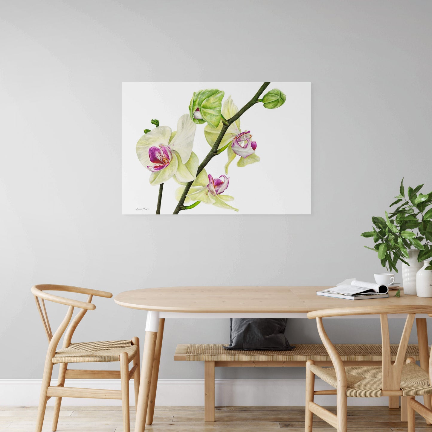 Phalaenopsis Orchid