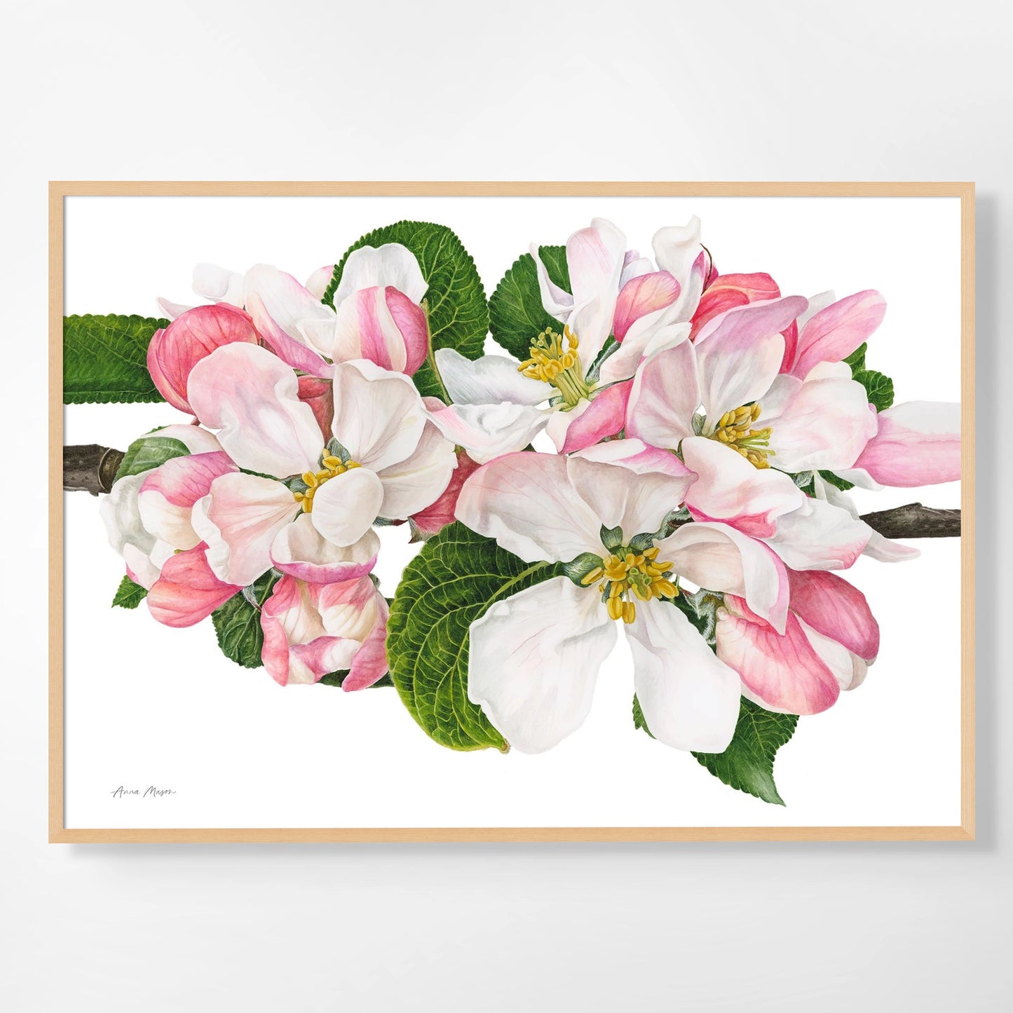 Apple Blossom