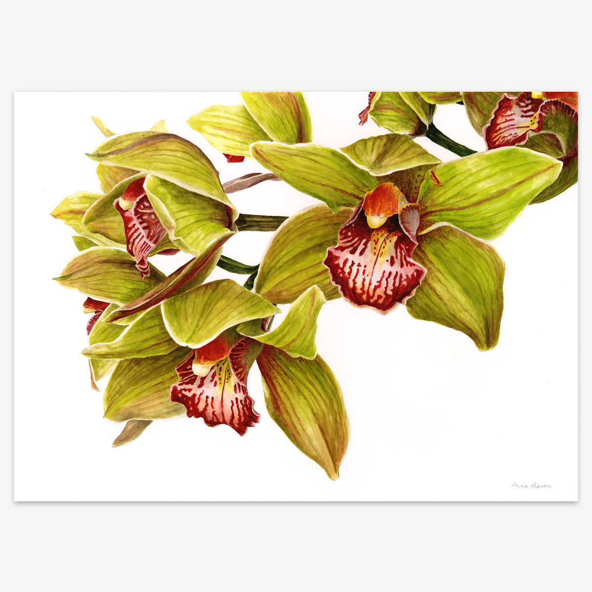 Cymbidium ‘Magna Chart gx Thames’ (Original painting)