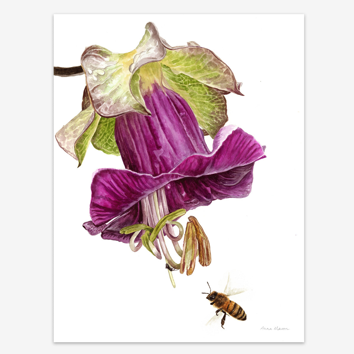 Mexican Ivy (Original painting)