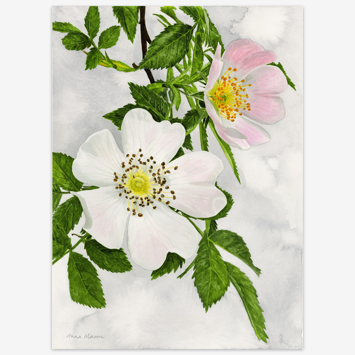 Wild Rose (Original painting)