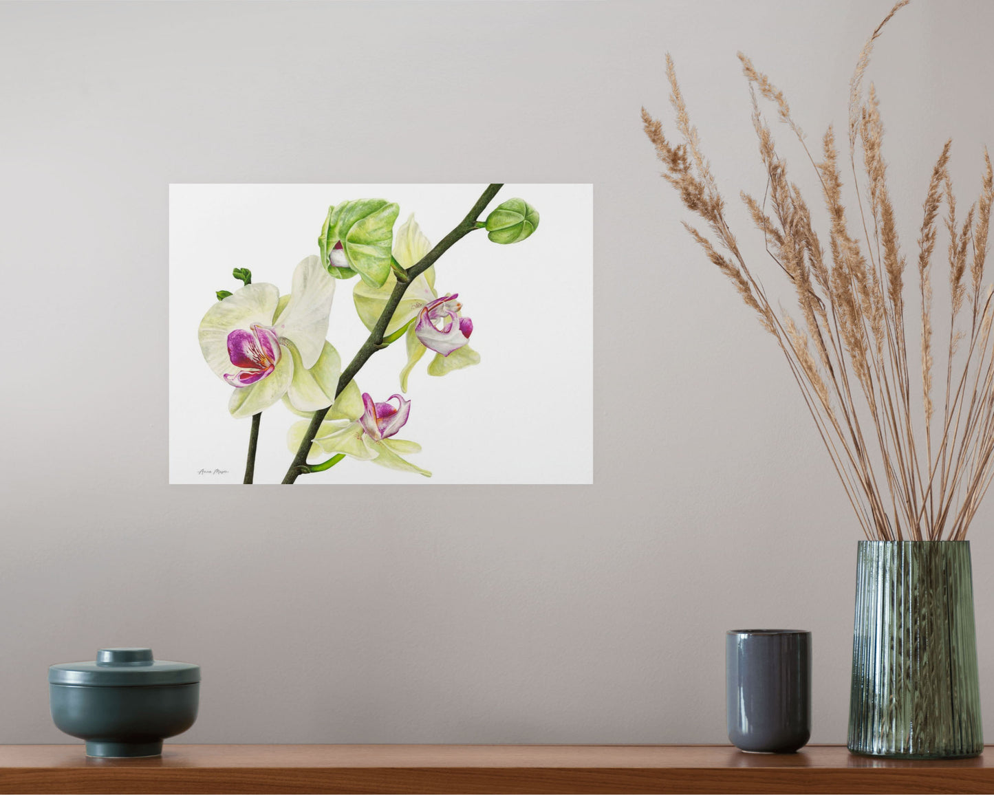 Phalaenopsis Orchid