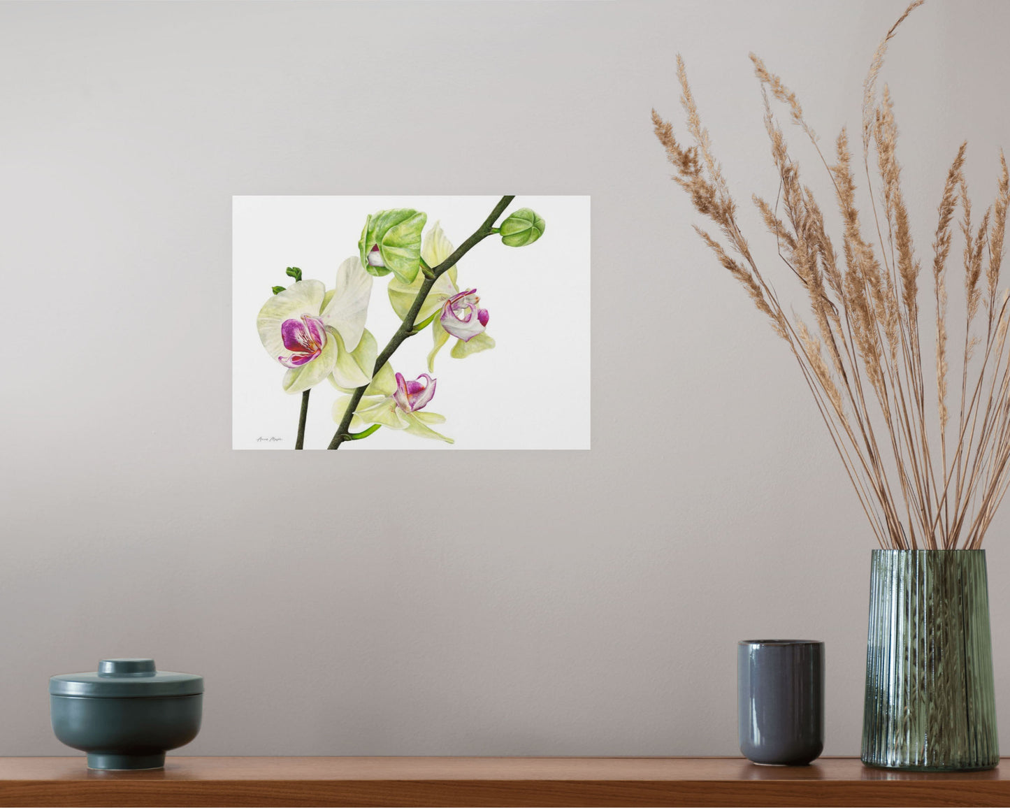 Phalaenopsis Orchid