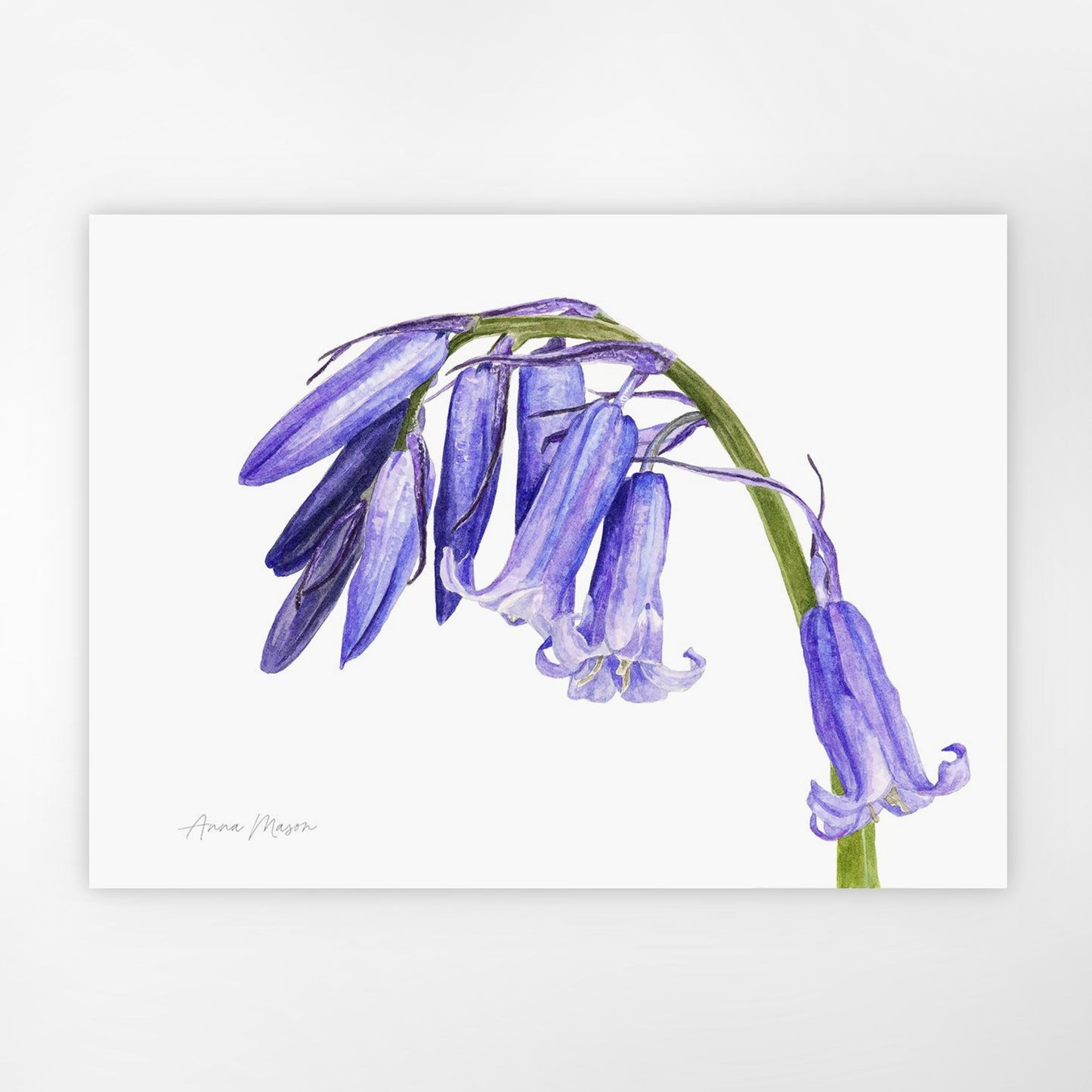 Bluebell (Original painting)