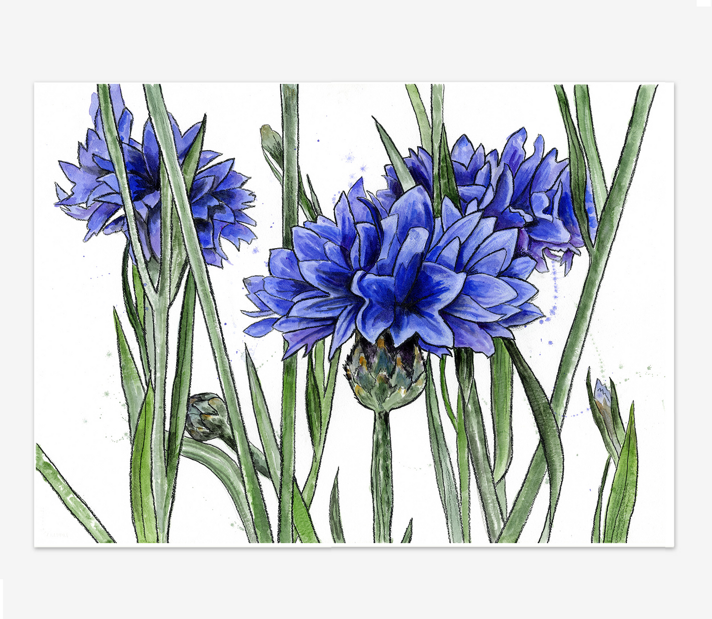 Cornflowers (Original painting)