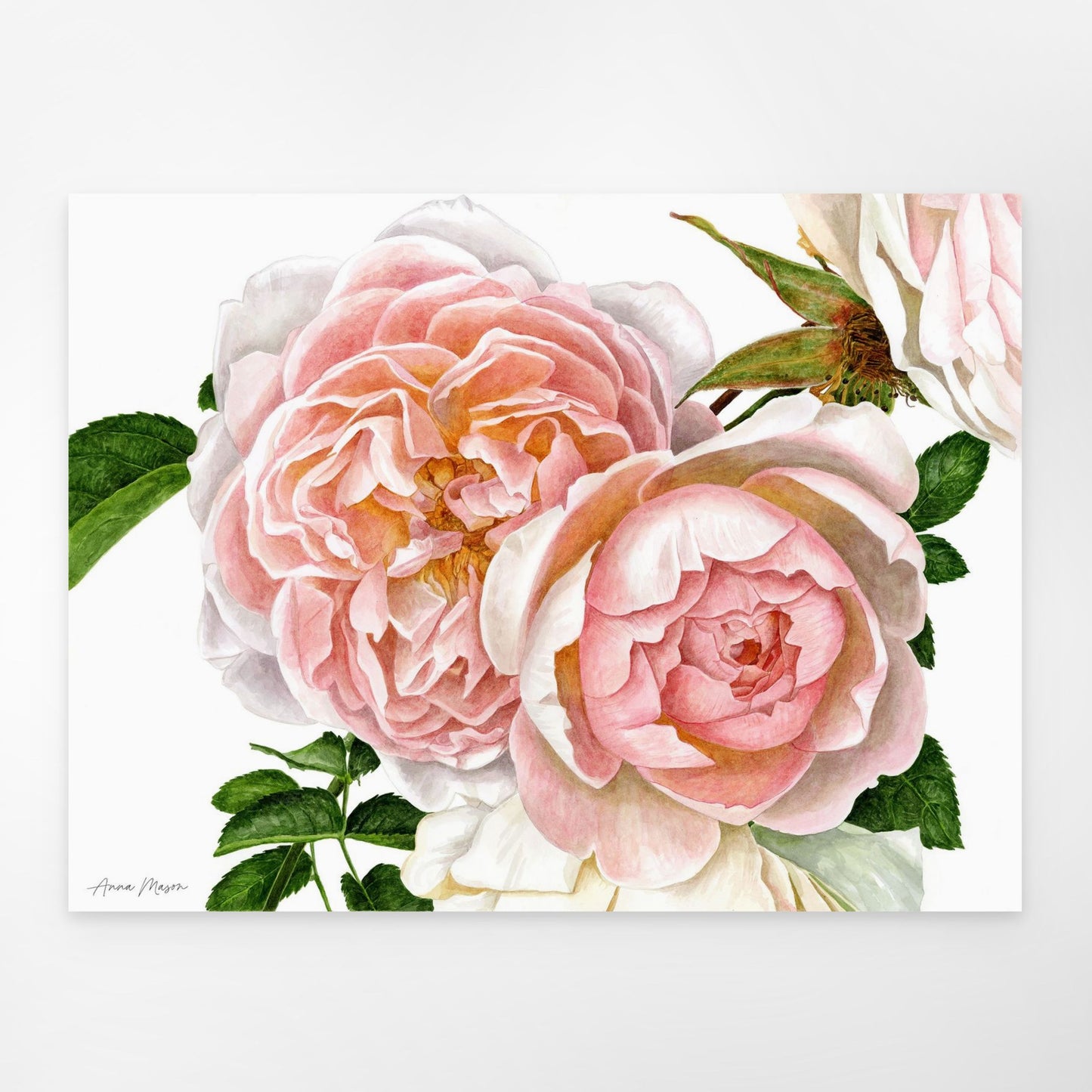 Rose 'The Generous Gardener' (Original painting)