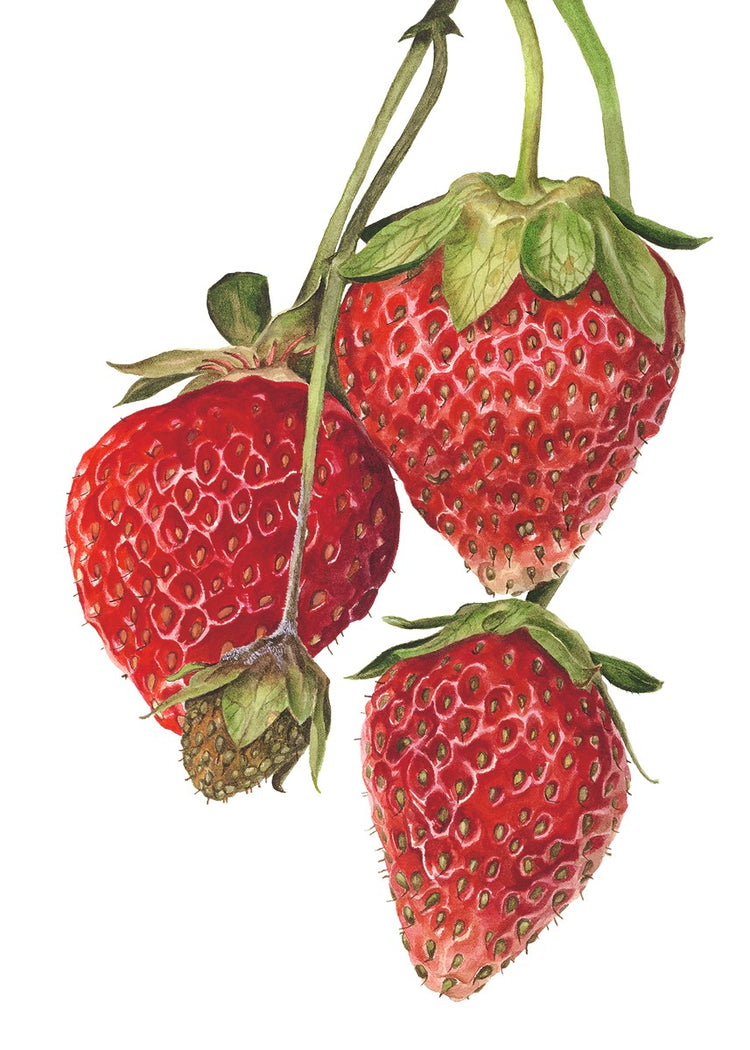 Strawberries 'Everest'