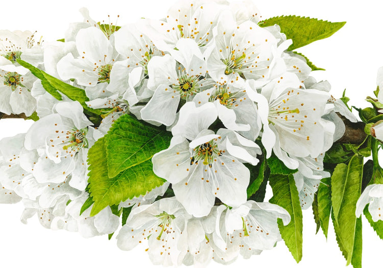 Cherry Blossom