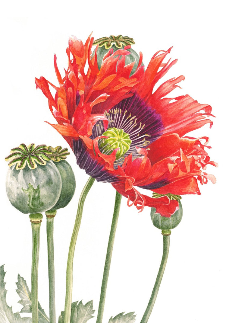 Oriental Poppy