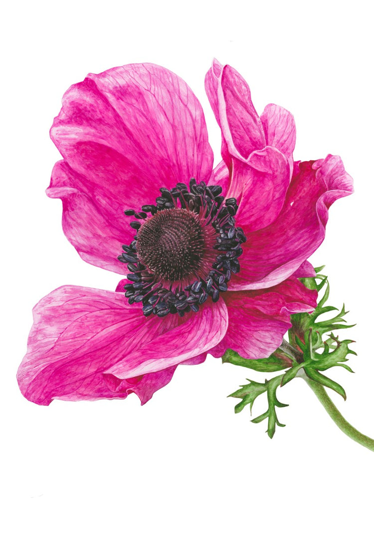 Pink Anemone