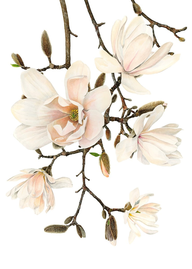 Magnolia