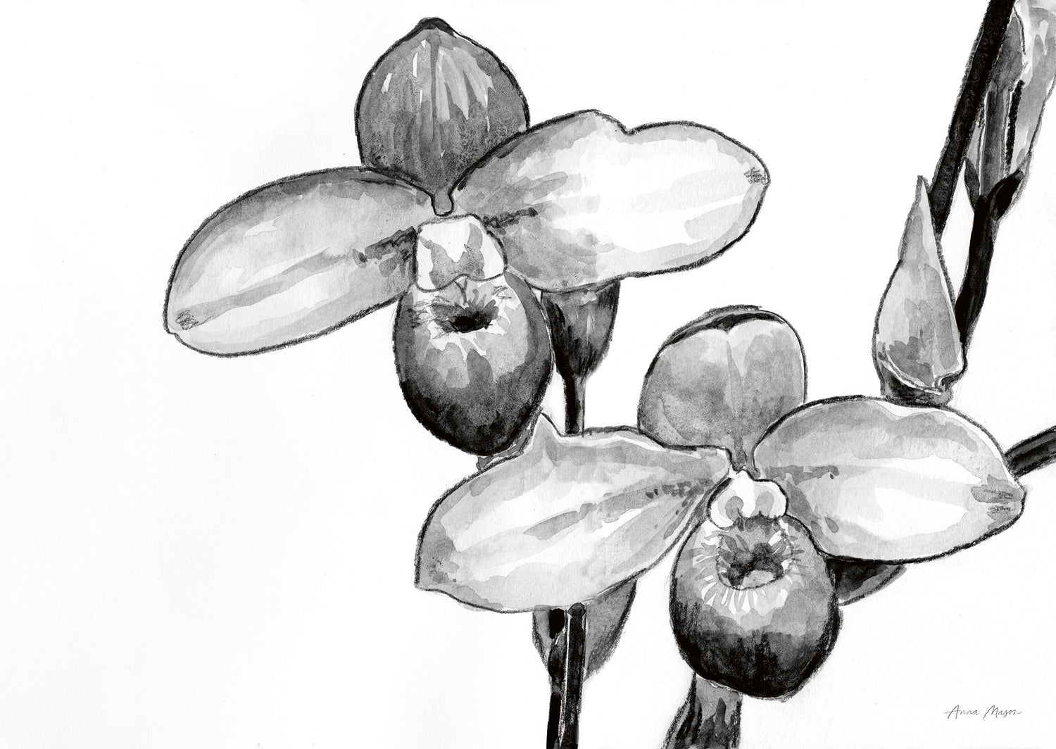monochrome line & wash.