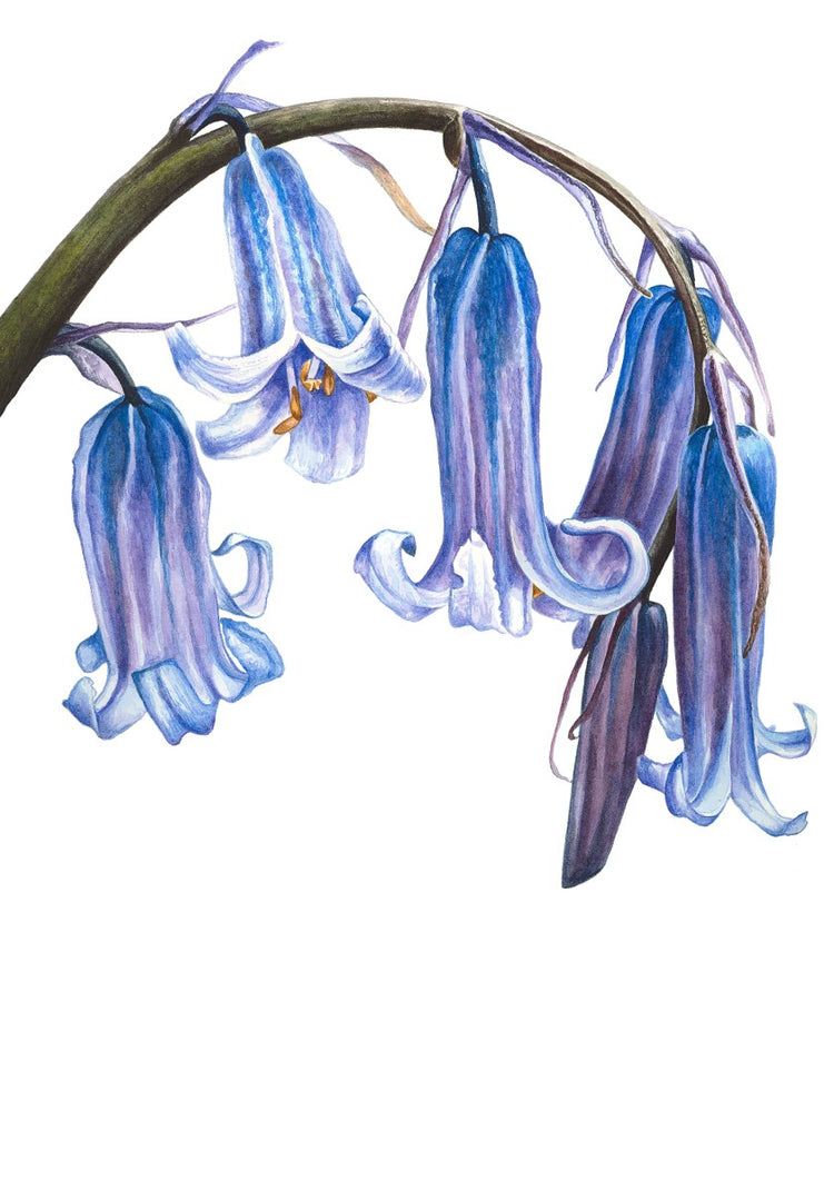 Bluebell