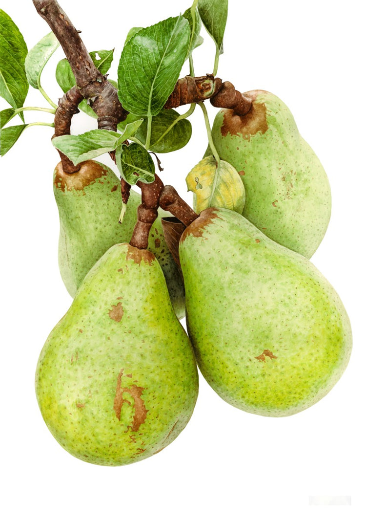 Pears '12th September'