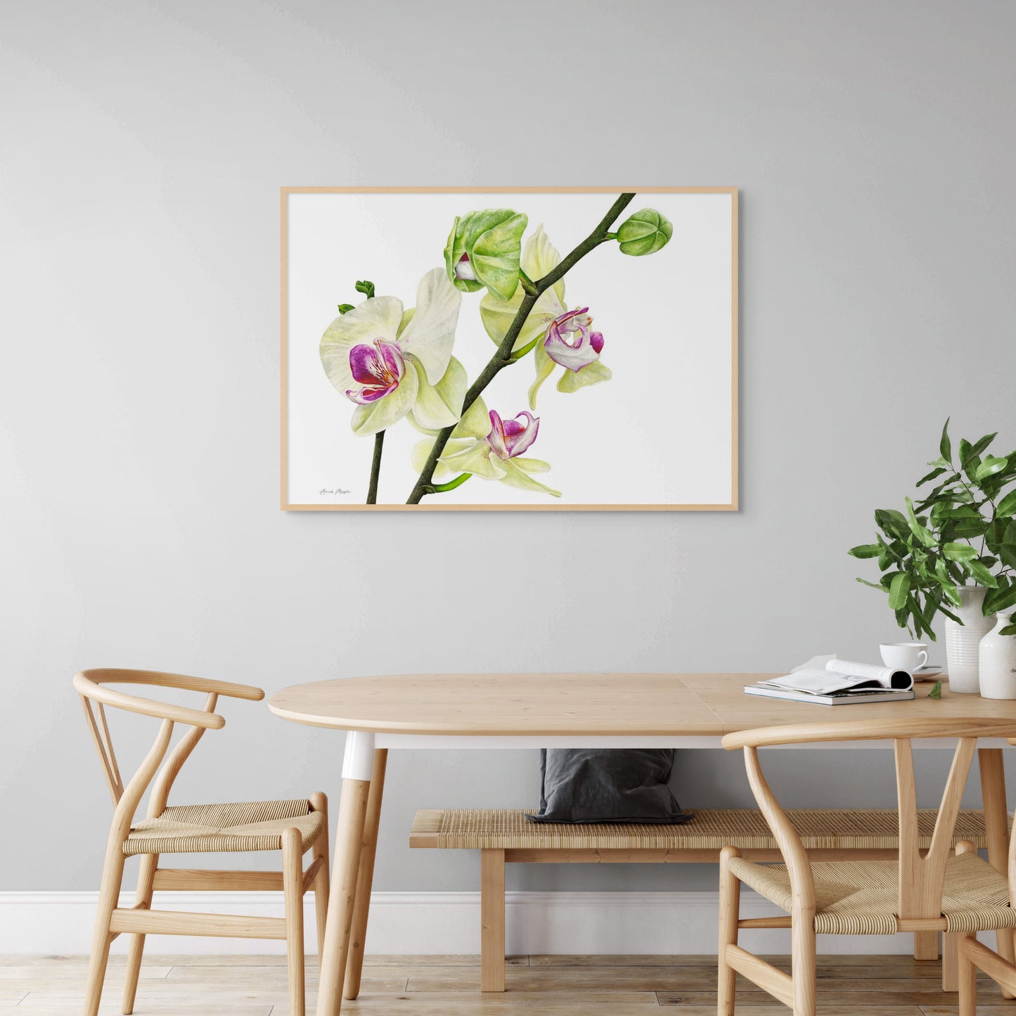 Phalaenopsis Orchid