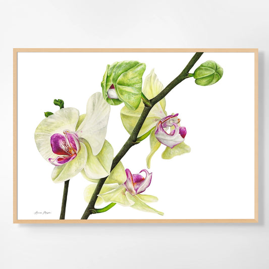 Phalaenopsis Orchid