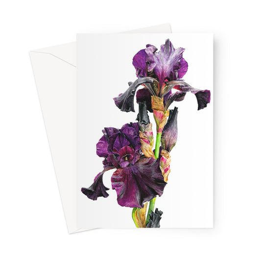 Iris 'Sable Night' Greeting Card