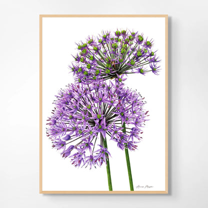 Allium Pair