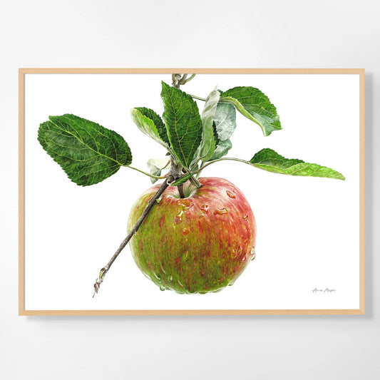 Apple 'Tortosh'