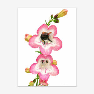 Bee in Penstemon (Original painting)