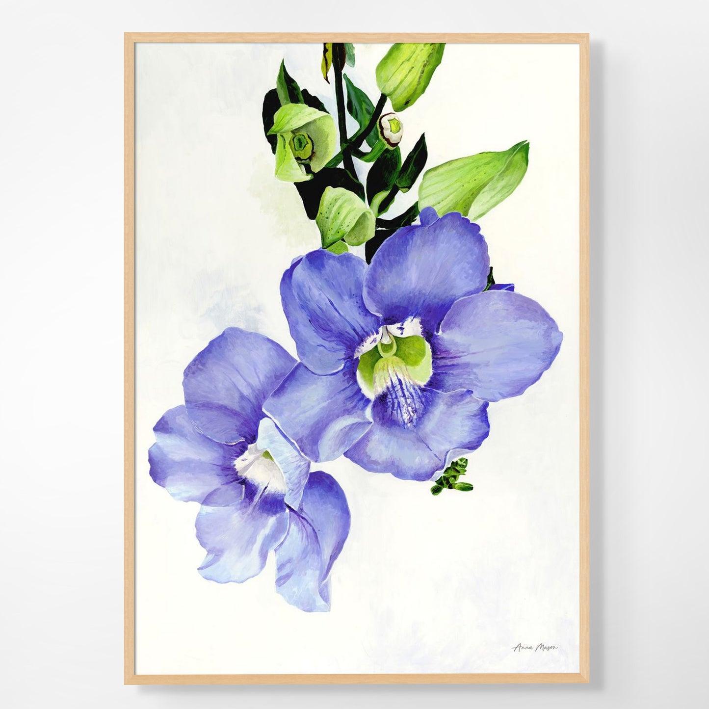 Blue Skyflower