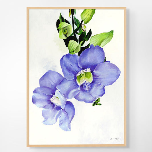 Blue Skyflower