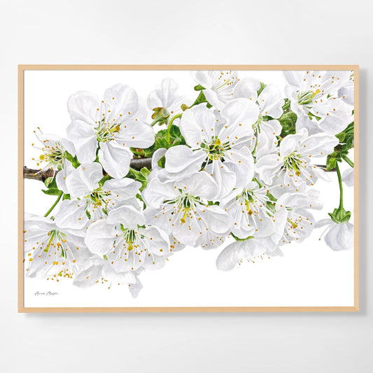 Cherry Blossom