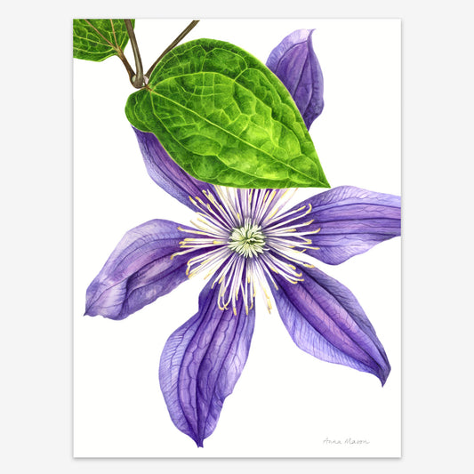 Clematis ‘Arabella’ (Original painting)