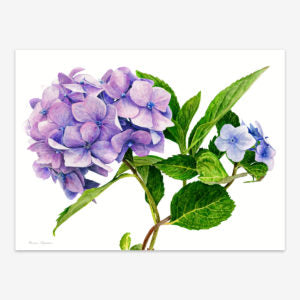 Hydrangea (Original painting)