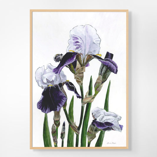 Iris 'Braithwaite'