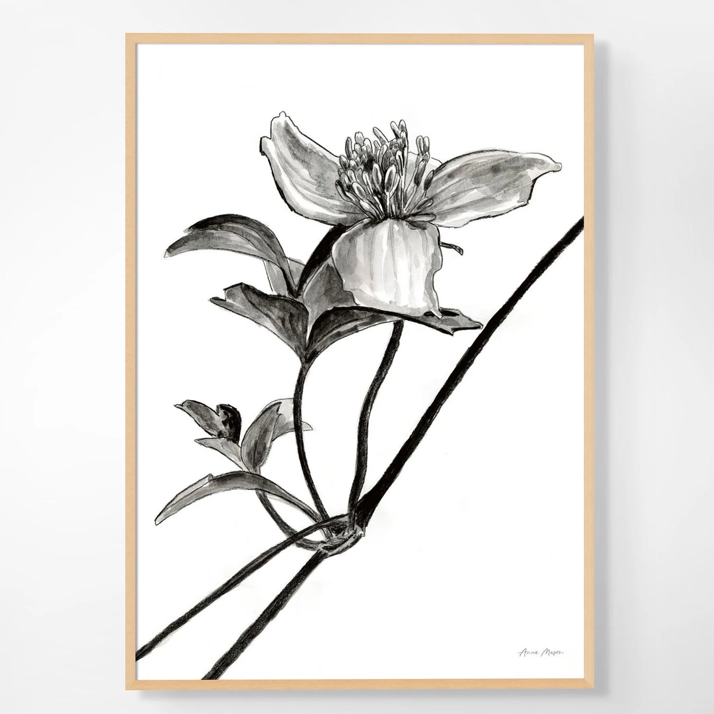 Monochrome Clematis
