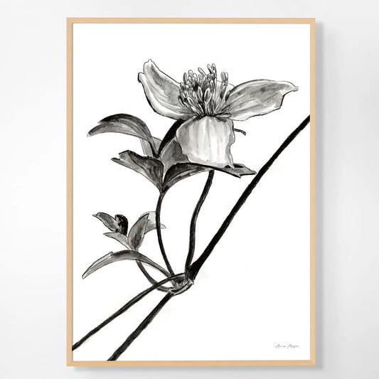 Monochrome Clematis