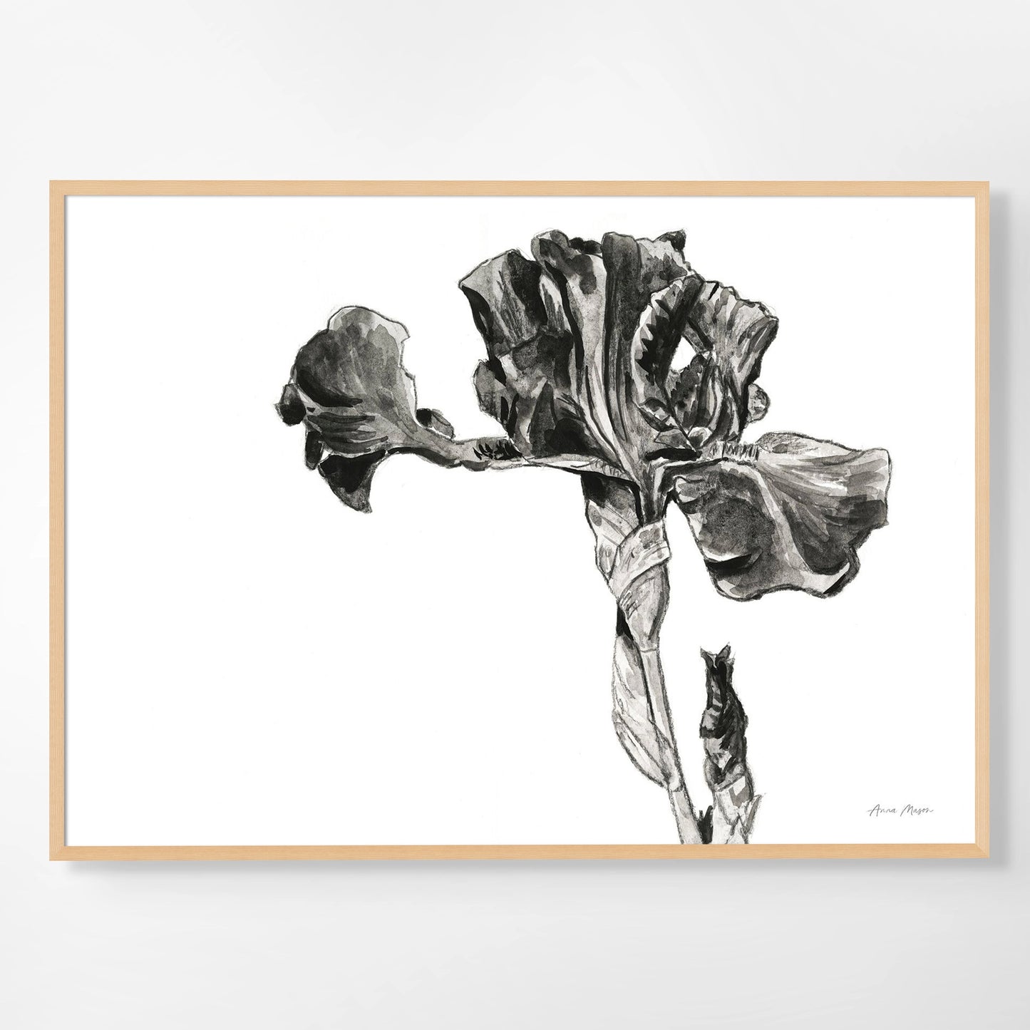 Monochrome Bearded Iris