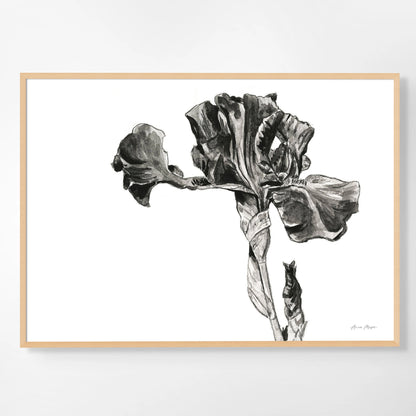 Monochrome Bearded Iris