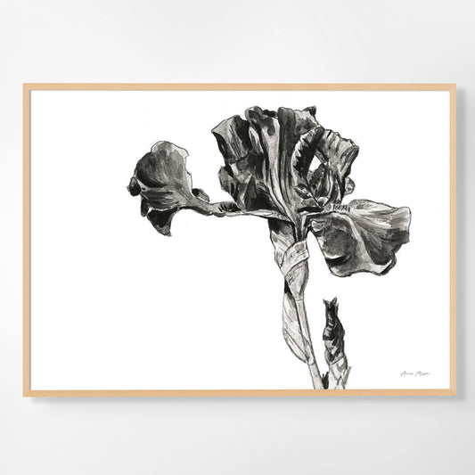 Monochrome Bearded Iris