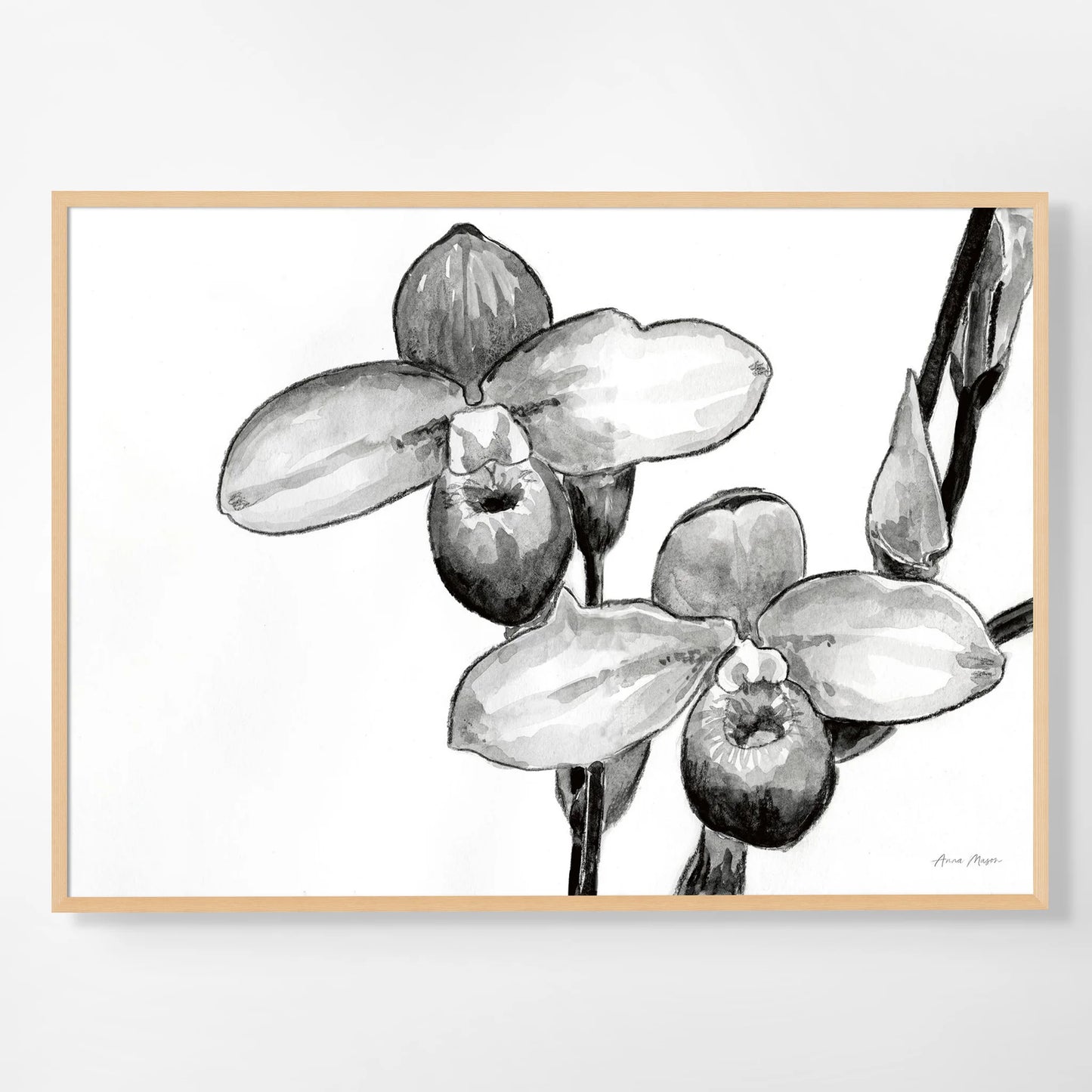 Monochrome Orchids