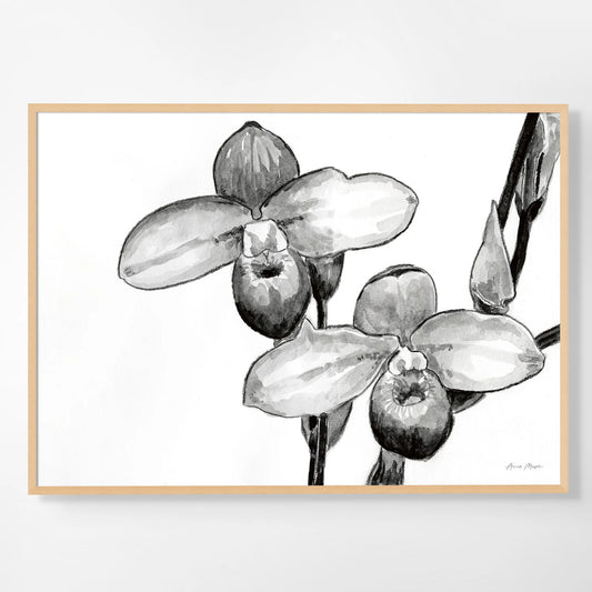 Monochrome Orchids