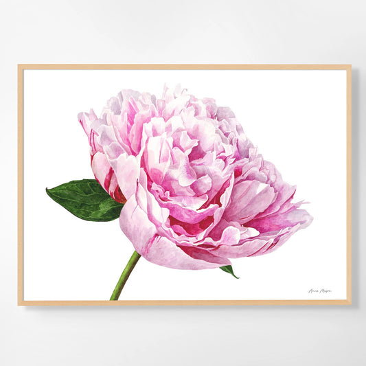 Peony 'Sarah Bernhart'
