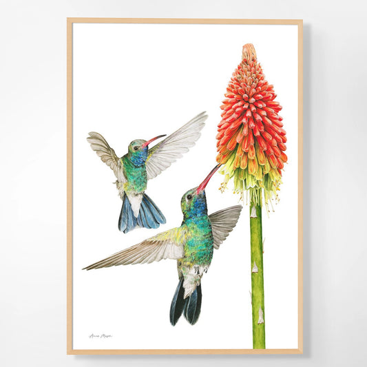 Hummingbirds with Red Hot Poker