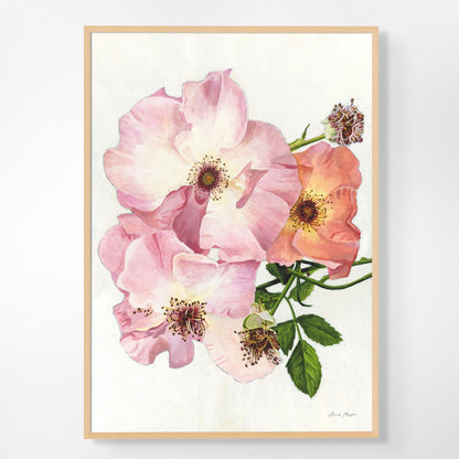 Roses 'Summer Wine'