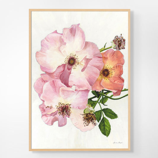 Roses 'Summer Wine'