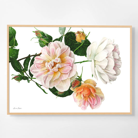 Rose 'Treasure Trove'