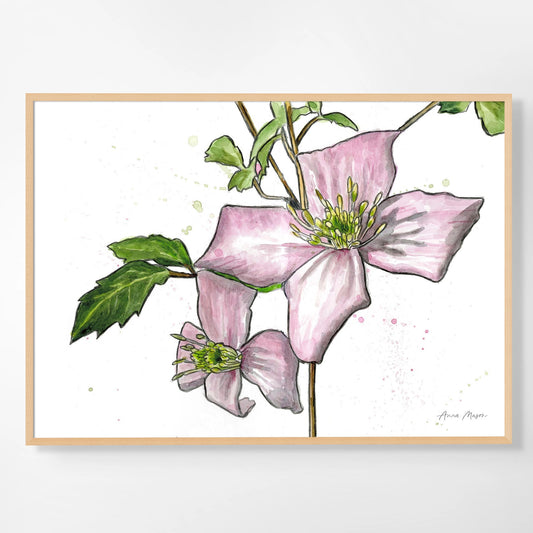 Line & Wash Clematis Montana