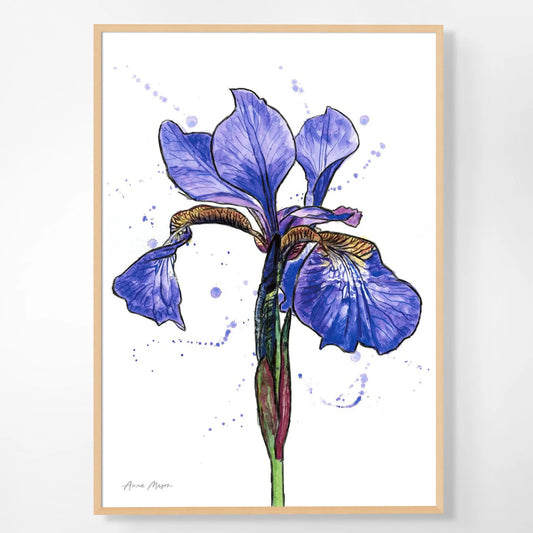 Line & Wash Flag Iris