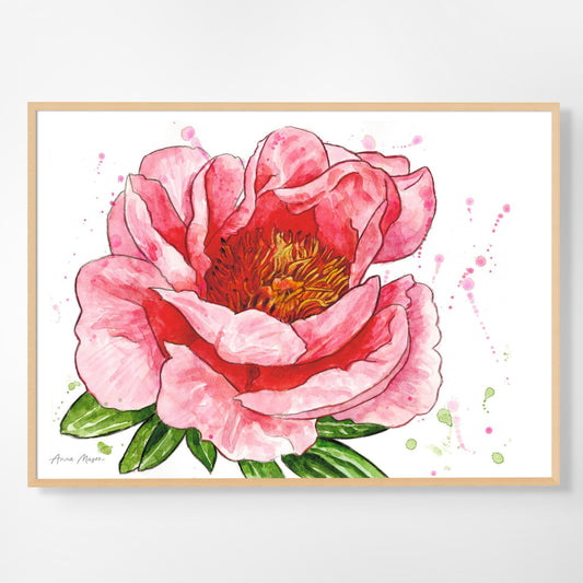 Peony 'Sunset Coral'