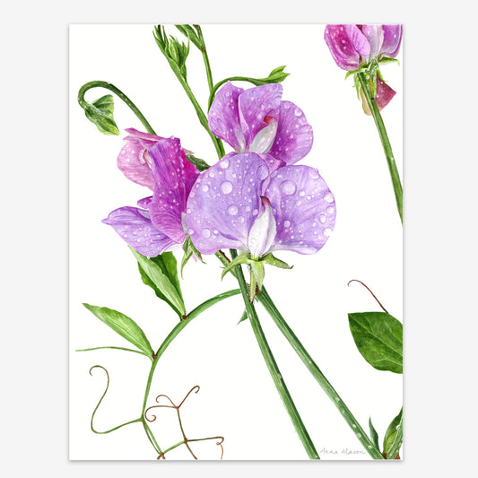 Sweet Peas After Rain (Original painting)