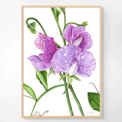 Sweet Peas After The Rain