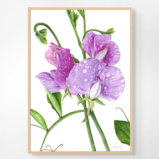 Sweet Peas After The Rain