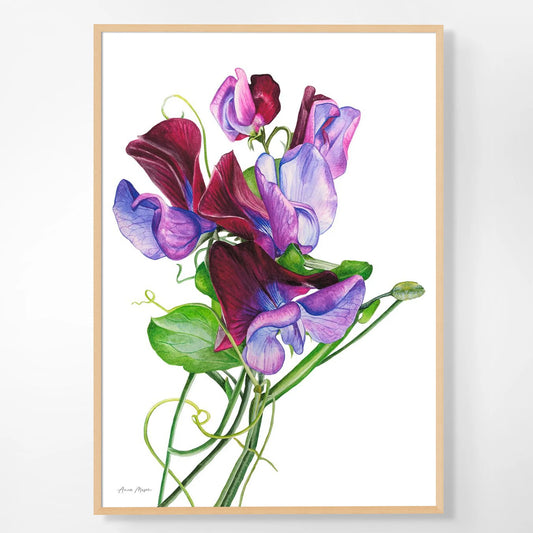Sweet Peas 'Matucana'