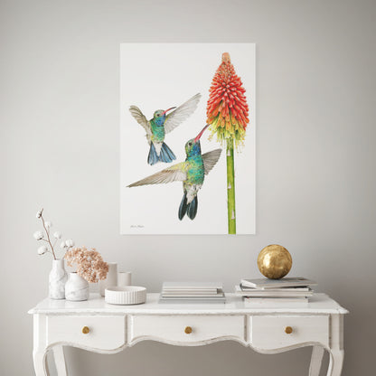 Hummingbirds with Red Hot Poker